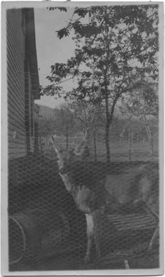 John Lawson's Pet Deer