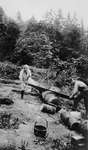 Log cutting in garden