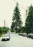 Two Trees Planted in the Mid 1920's