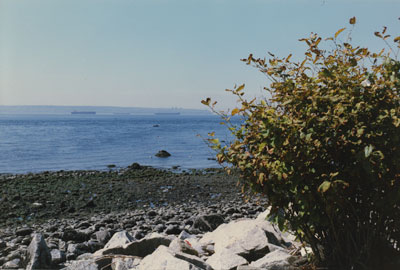 Seal Sunbathing on Rock