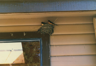 WVML Staff Workshop (Birds)