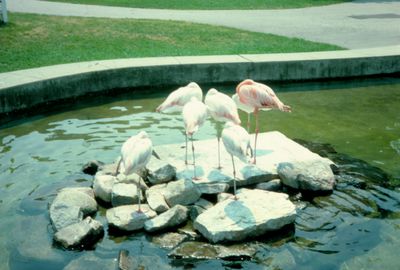 Waterloo Park Zoo Flamingos