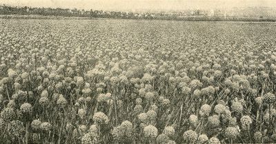 Bed of Asters at Ontario Seed Company's Farm