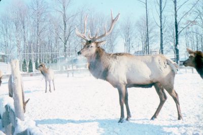 Animals at Waterloo Park Zoo