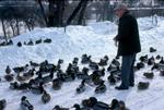 Man Feeding Ducks