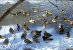 Ducks on Laurel Creek