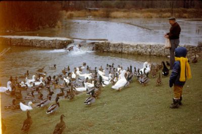 Man and Child Feeding the Ducks in Waterloo Park