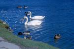 Swans on Silver Lake in Waterloo Park