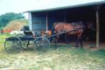 Waterloo County Farmers' Market, Horse and Buggy