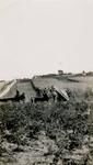 Farmers harvesting crops on farm