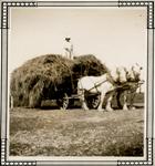 A woman standing on a pile of hay, on a horse drawn hay cart