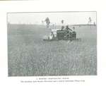 Photograph of harvesting