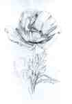 Drawing of a Flower