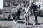 Man with Horses, Waterloo, Ontario