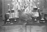 John Thomas's Chicken, 1935