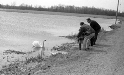 Lynde Creek Marsh, April 1976