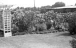 Cormack Garden, July 1937