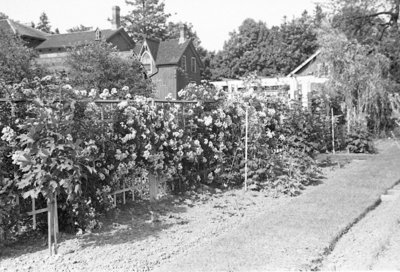 Cormack Garden, July 1937