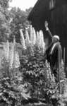 Arthur Wellesley Lynde's Delphiniums, July 8, 1937