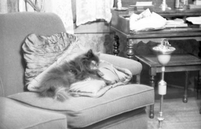 Laddie Asleep, November 1936