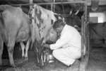 Milking Cows, May 1937