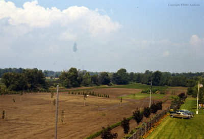 Weall and Cullen Nurseries, August 1972