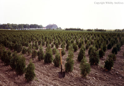 Weall and Cullen Nurseries