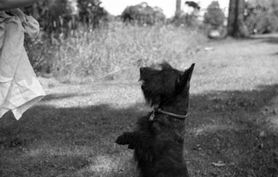 Miss. Phillip's Dog, c.1937