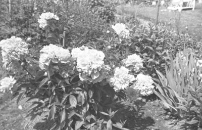 Garden at Inverlynn, June 1936