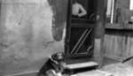 Unidentified Dog, c.1915
