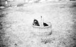Kittens in a Basket, July 1936