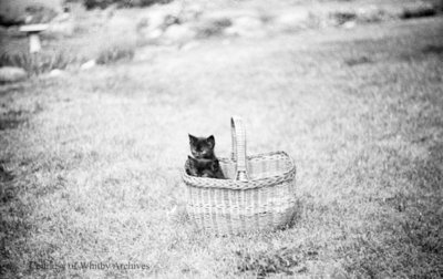 Kittens in a Basket, July 1936