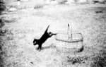 Jumping Kitten, July 1936