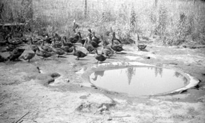 Ducks by a pond, July 1936