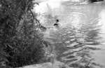Dog Swimming in a River, c.1936