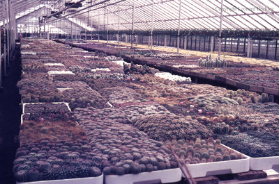 Greenhouse, May 1976