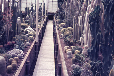 Greenhouse, May 1976