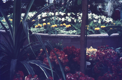 Brock Greenhouse, June 1976