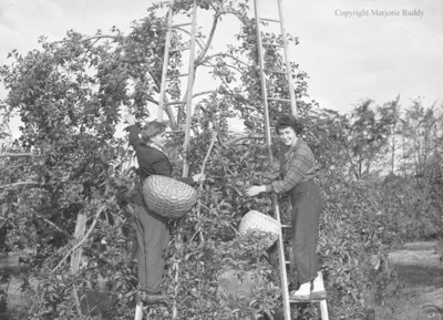 Red Wing Orchards, October 14, 1950