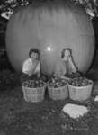 Red Wing Orchards, October 14, 1950