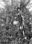 Red Wing Orchards, October 14, 1950