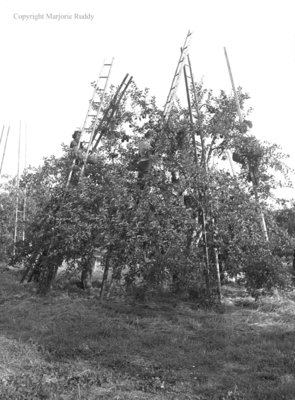 Red Wing Orchards, October 14, 1950