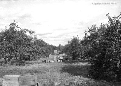 Red Wing Orchards, October 14, 1950