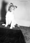 Nine Week Old Puppy, March 18, 1950