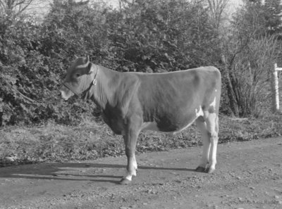 Hendricks Bull, December 8, 1953