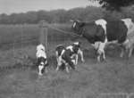 O'Connor Holsteins, June 16, 1953