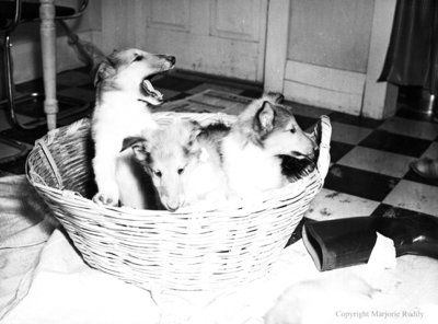 Rowley Collies, February 28, 1950