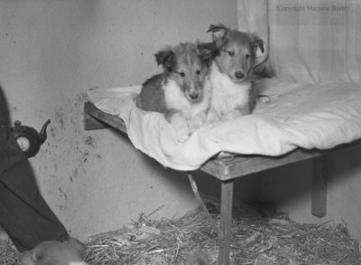 Rowley Collies, February 28, 1950