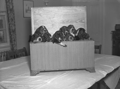 Basset Hounds, November 25, 1949