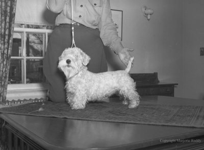 Terrier, November 25, 1949